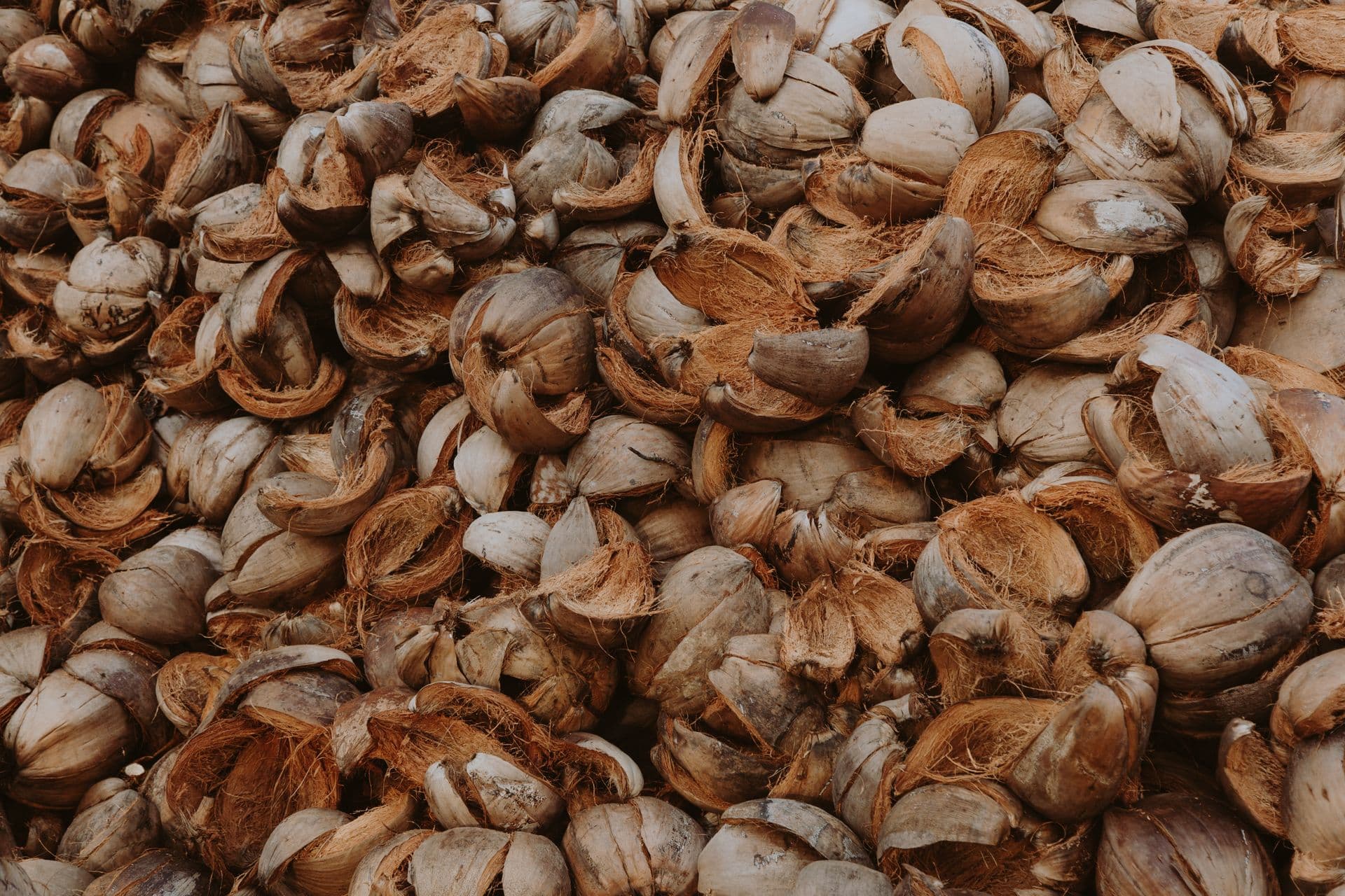 Coconut Shell