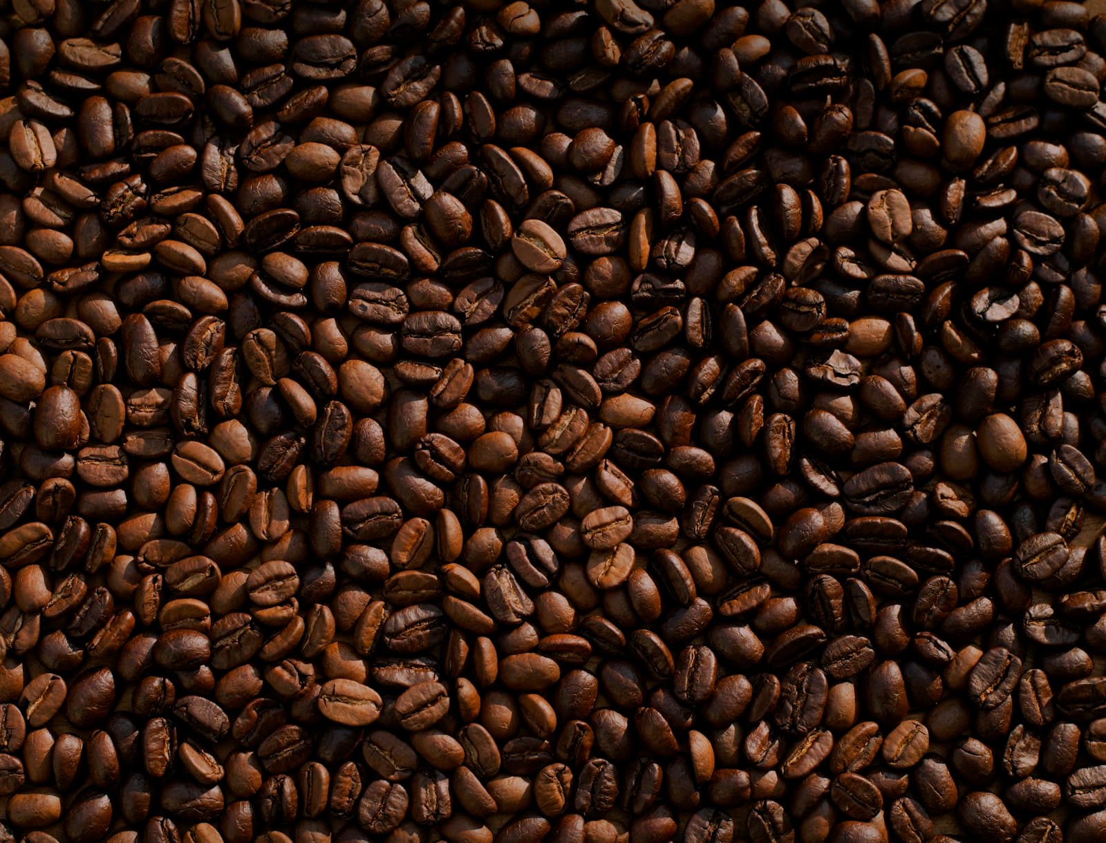 Arjuno Robusta