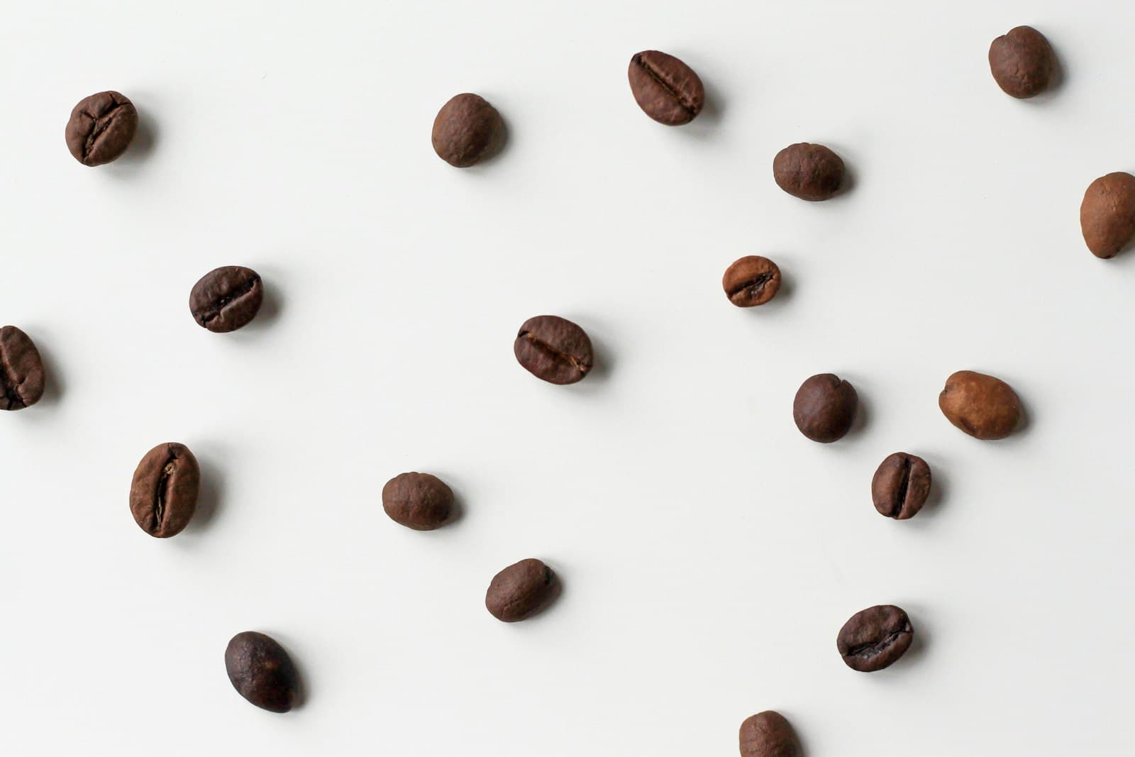 Ringgit Robusta