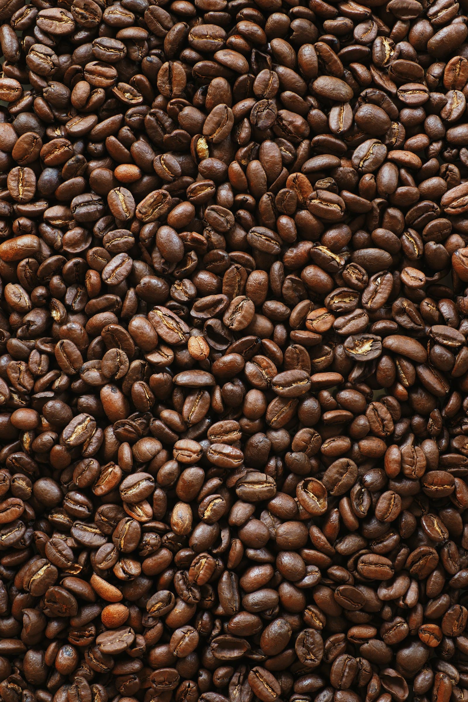 Gayo Arabica