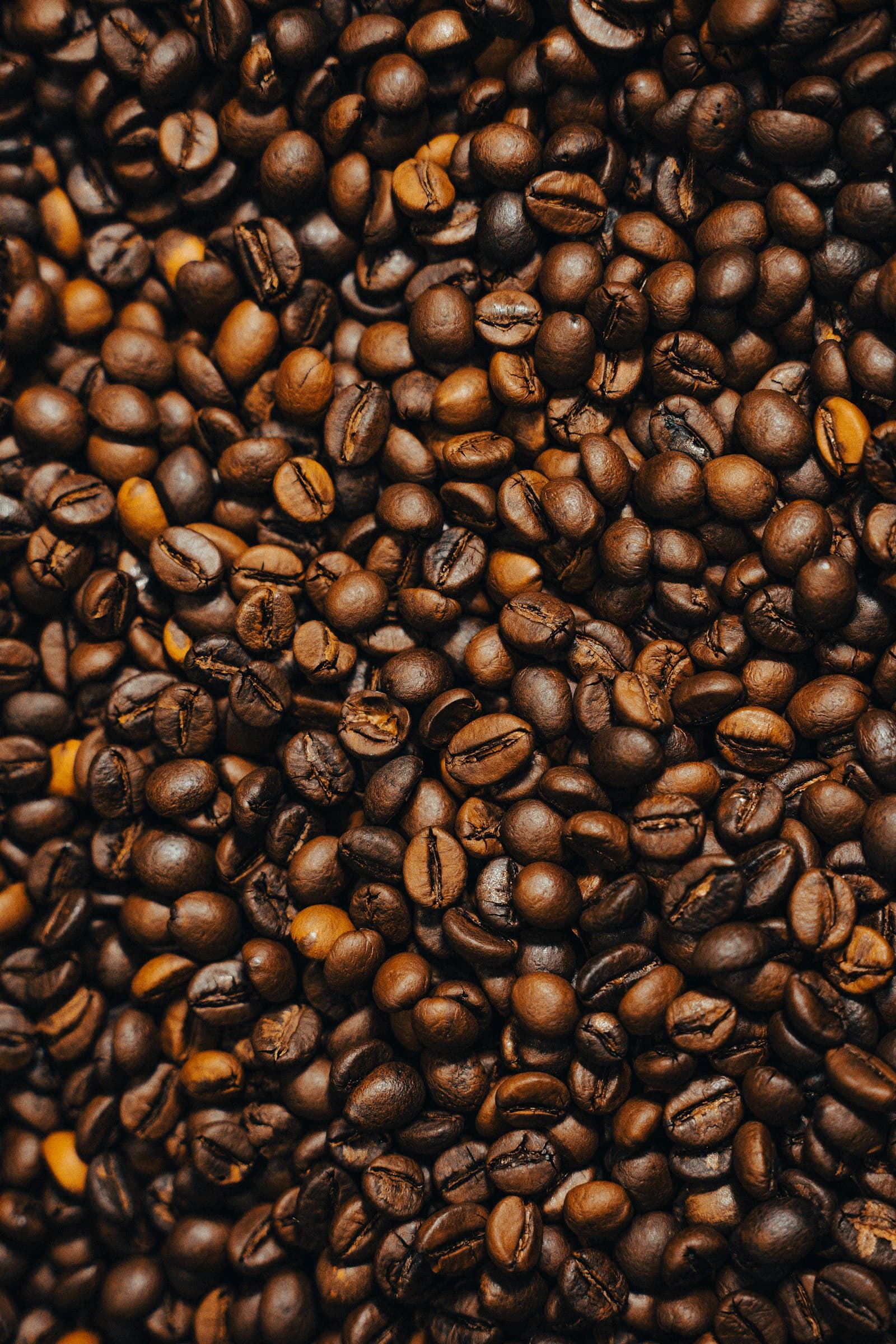Dampit Robusta