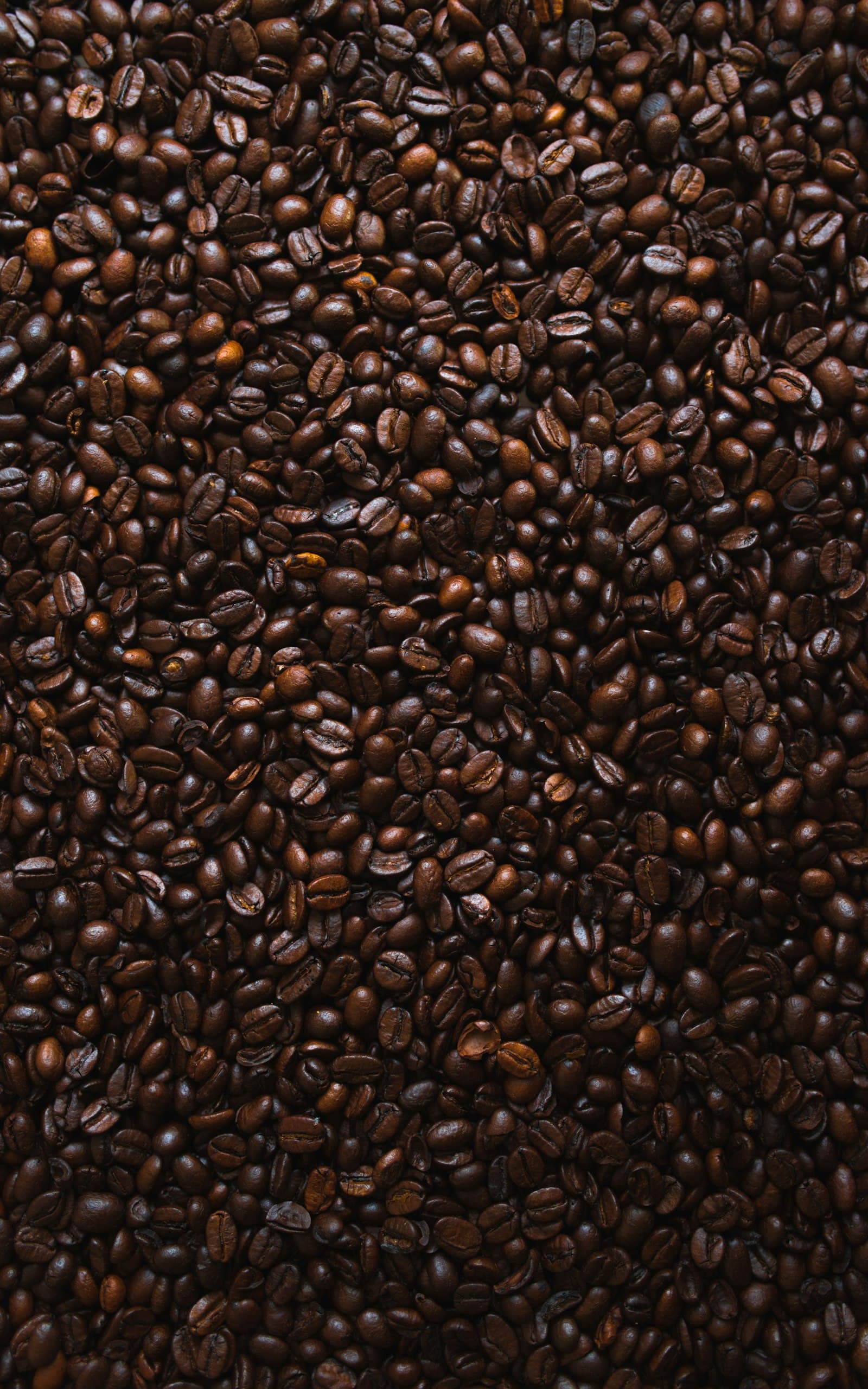 Arjuno Robusta