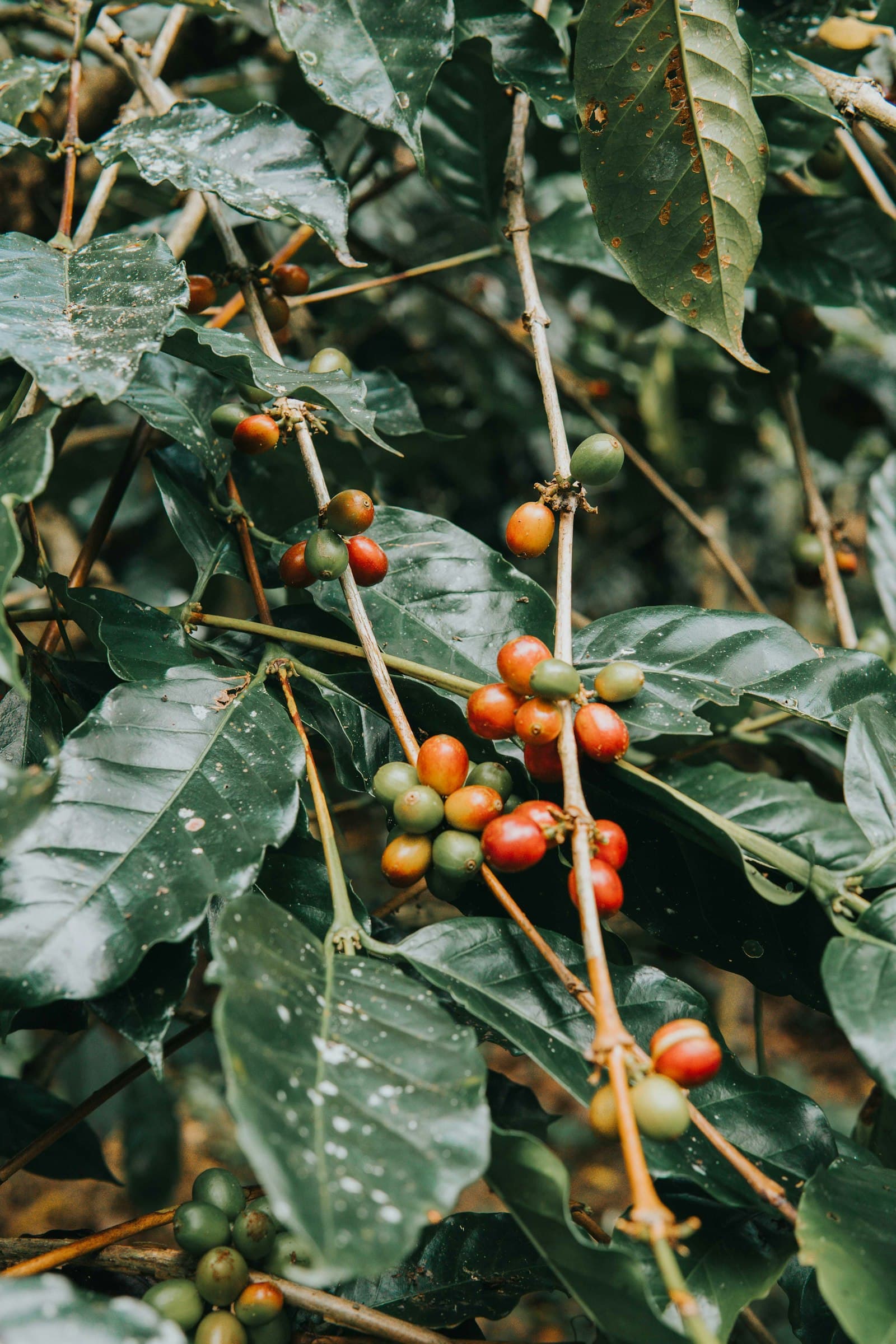 Gayo Arabica