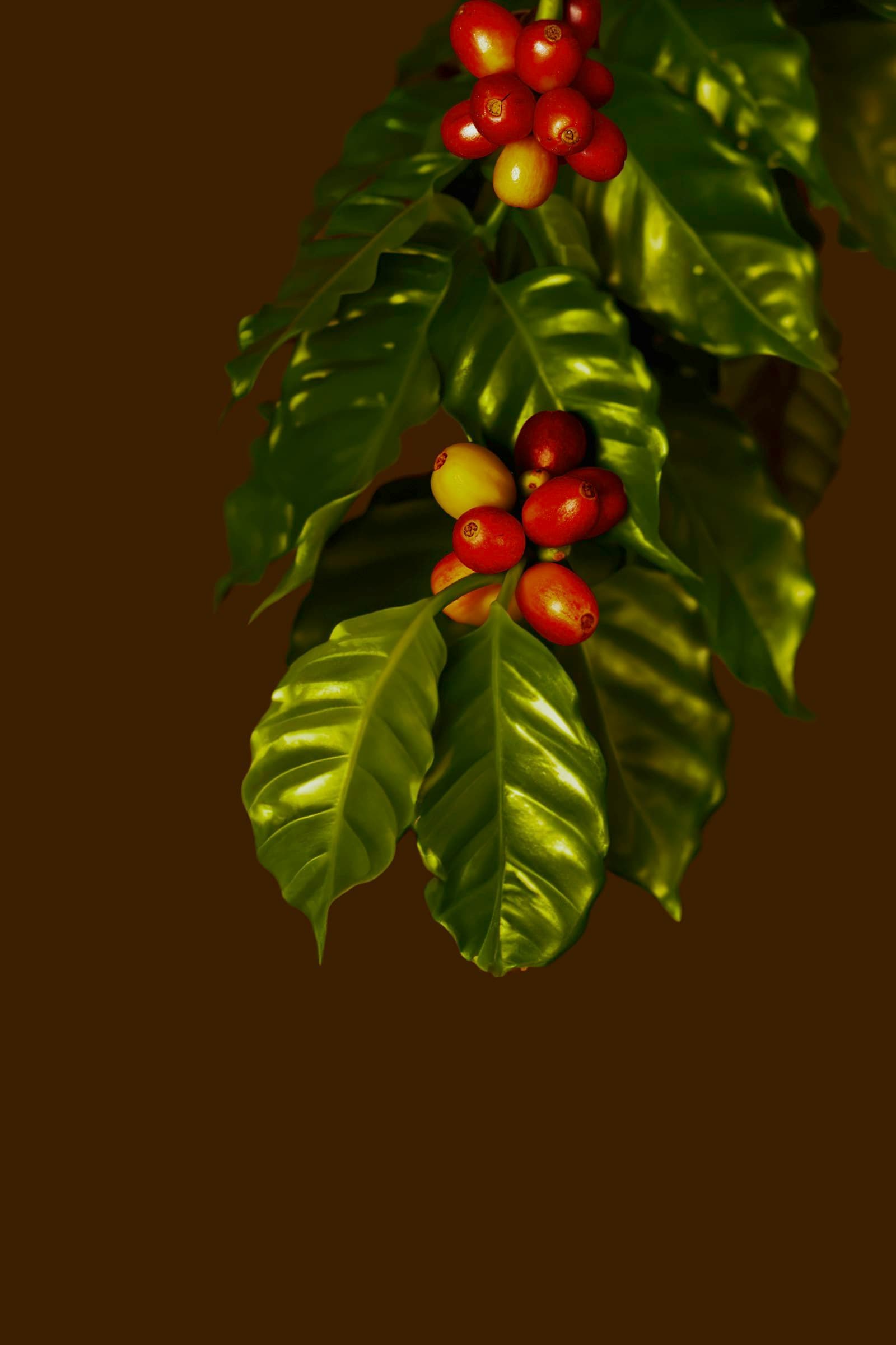 Gayo Arabica