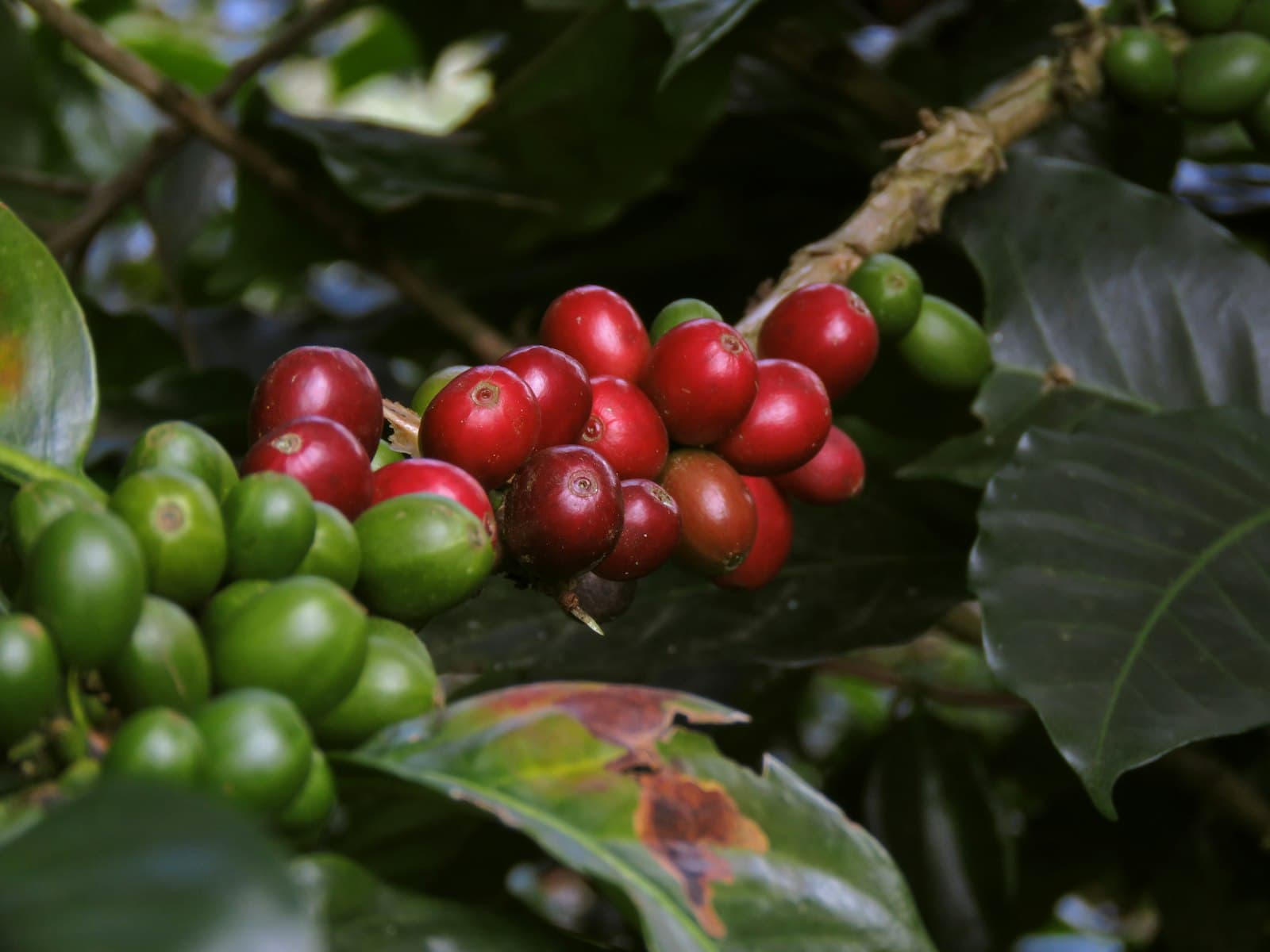 Flores Arabica