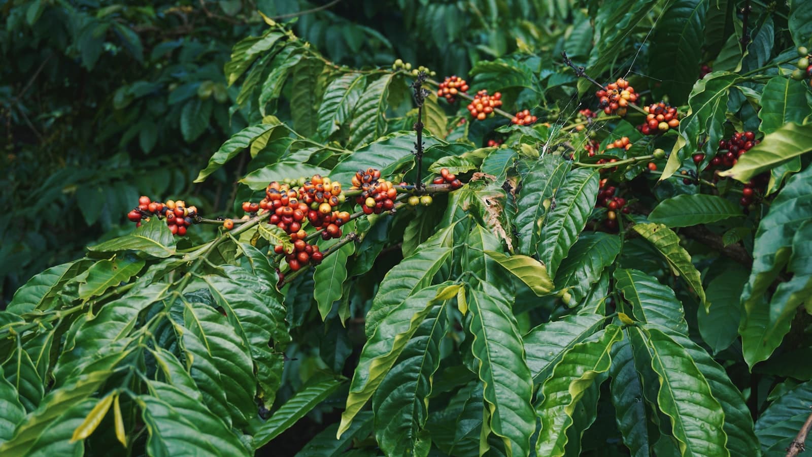 Gayo Arabica