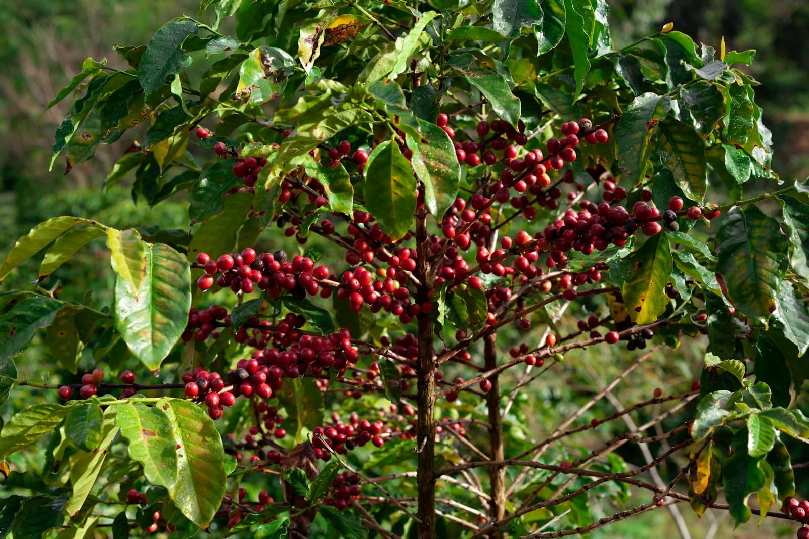 Java Robusta