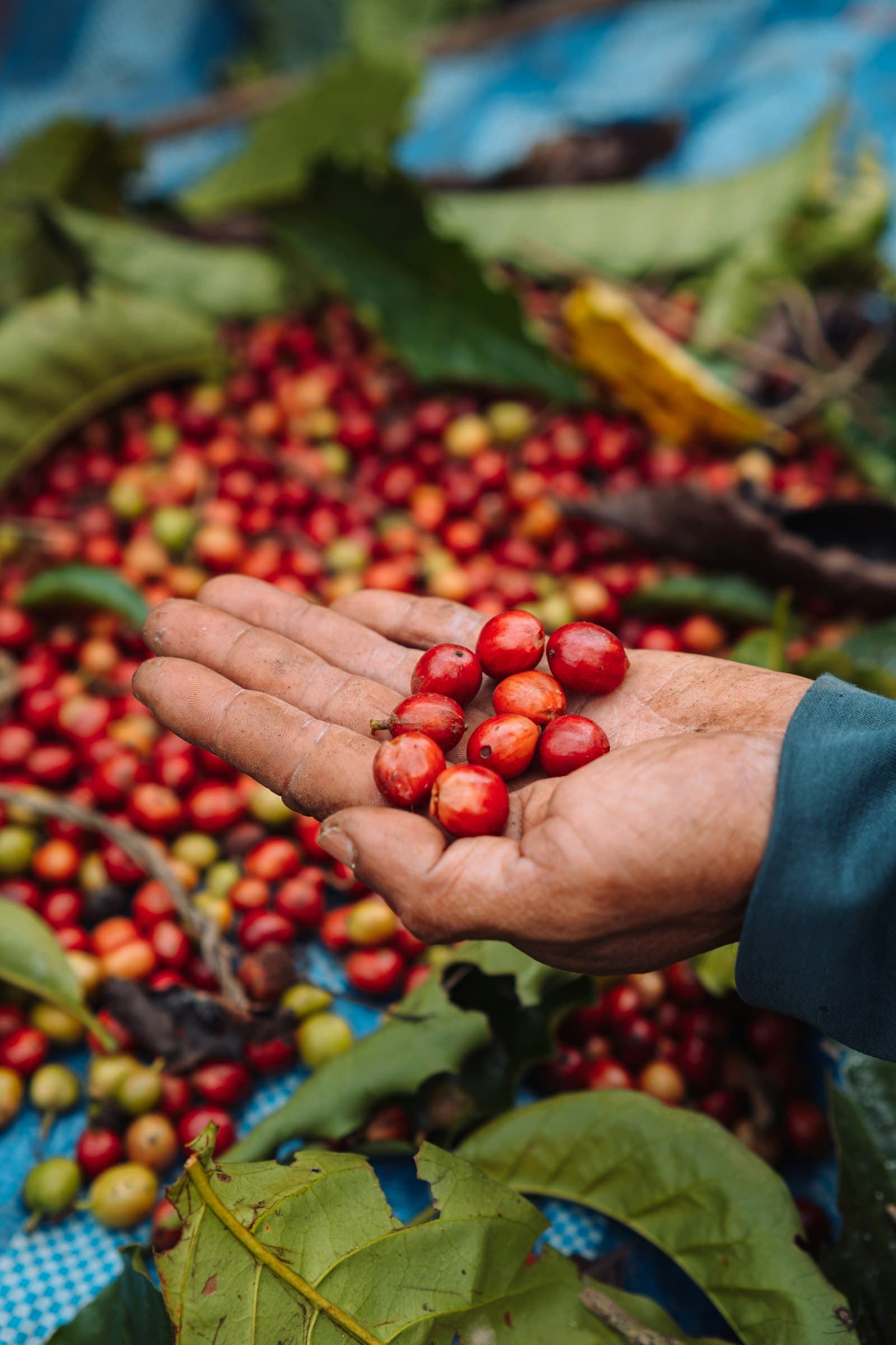 Gayo Arabica