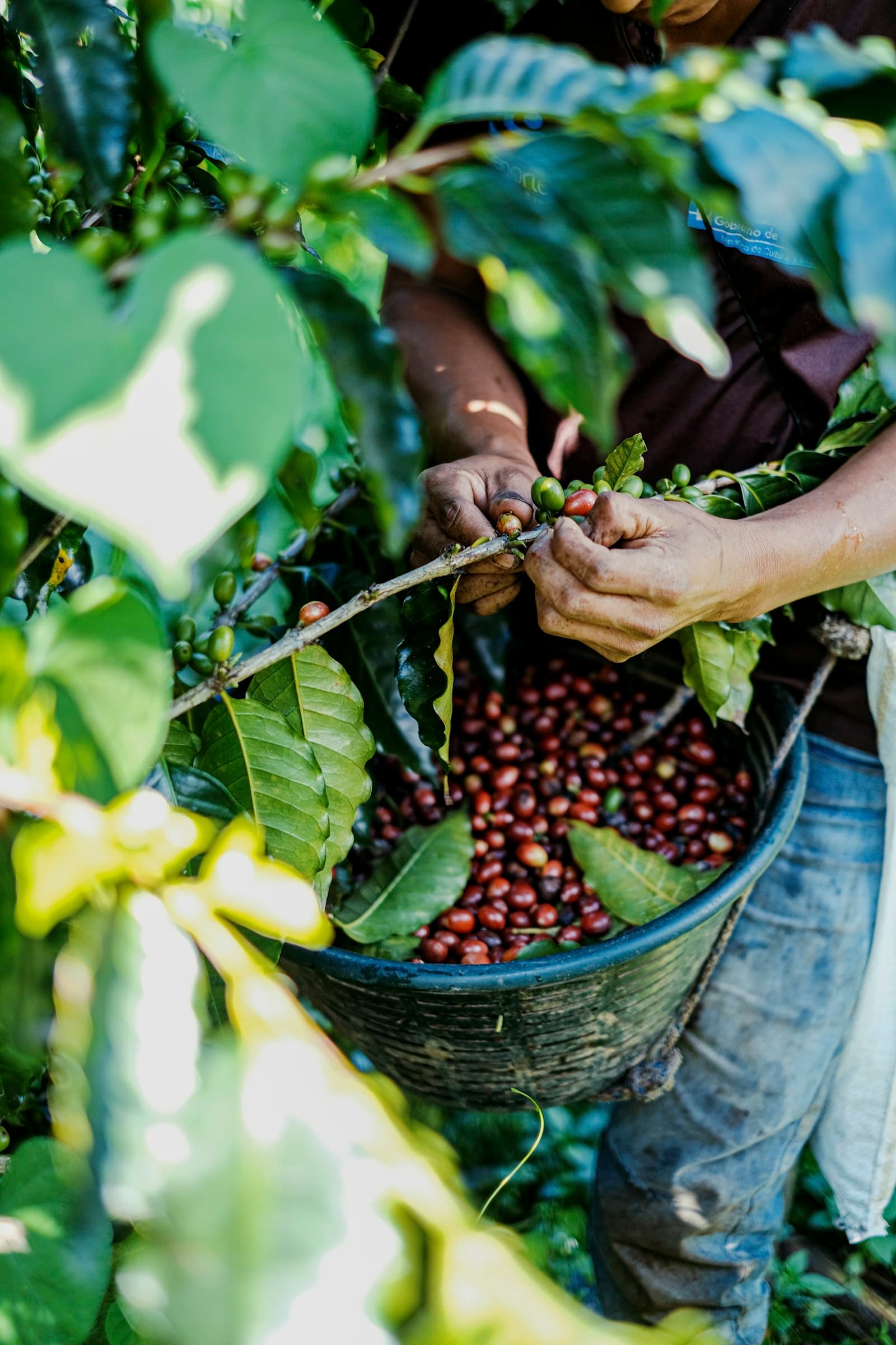 Arjuno Arabica