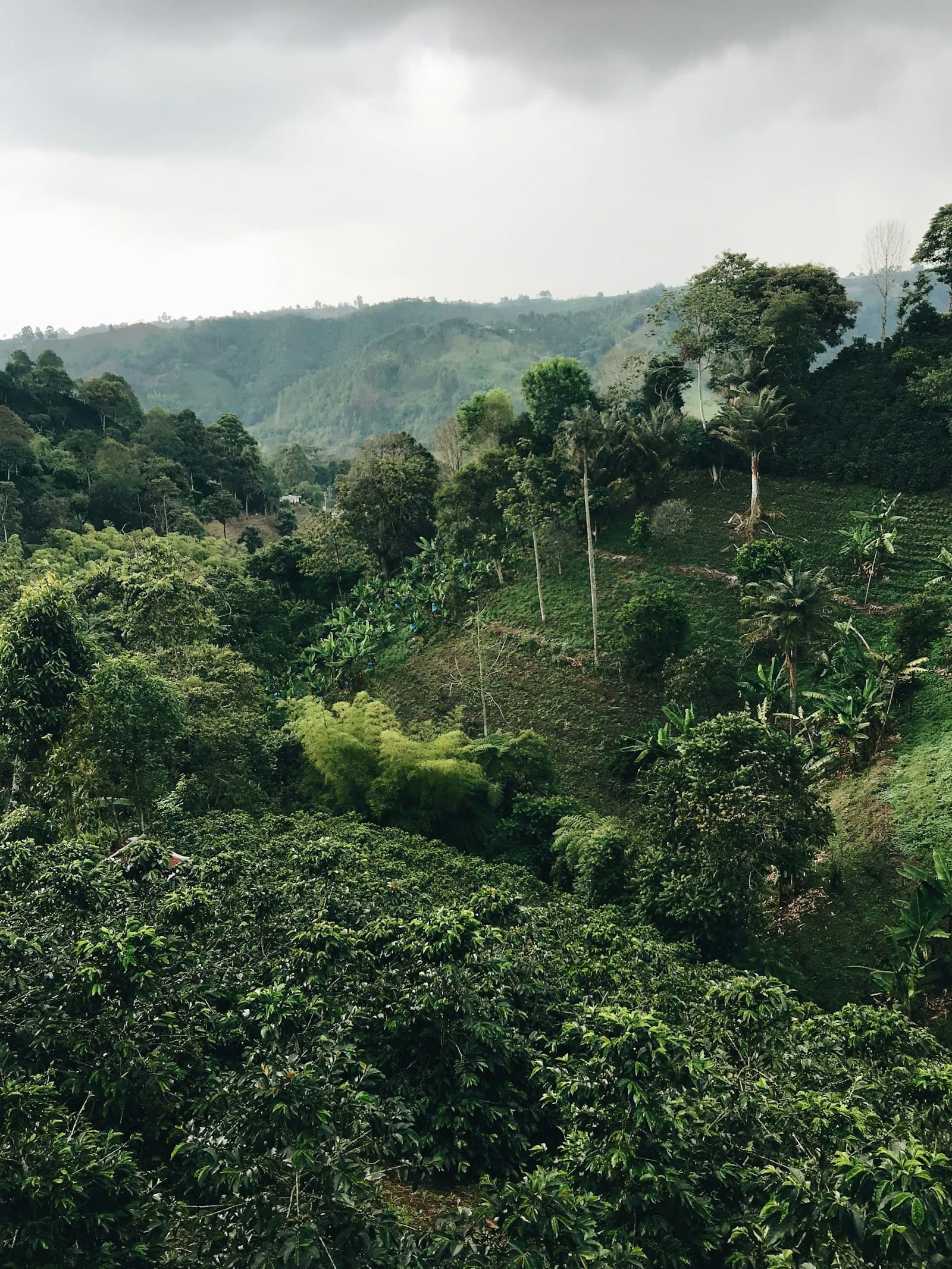 Dampit Robusta