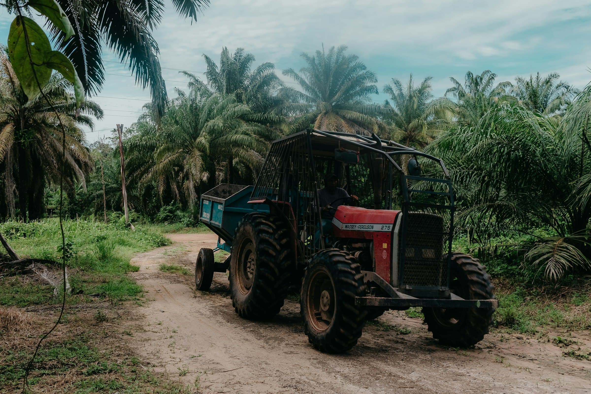 Oil palm plantation with harvesting transport