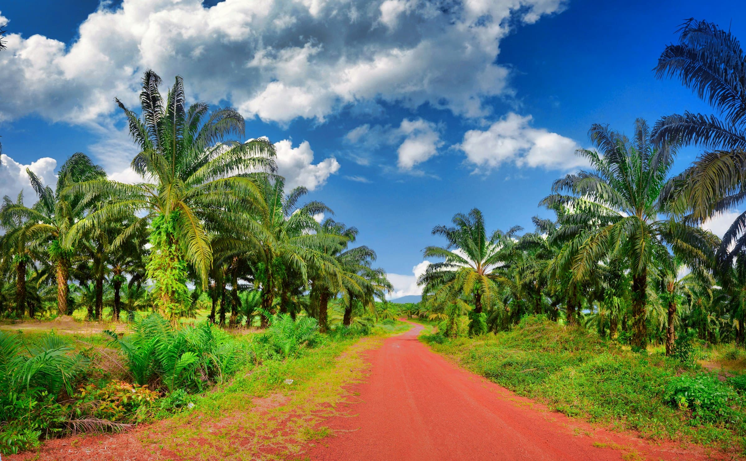 Palm Oil