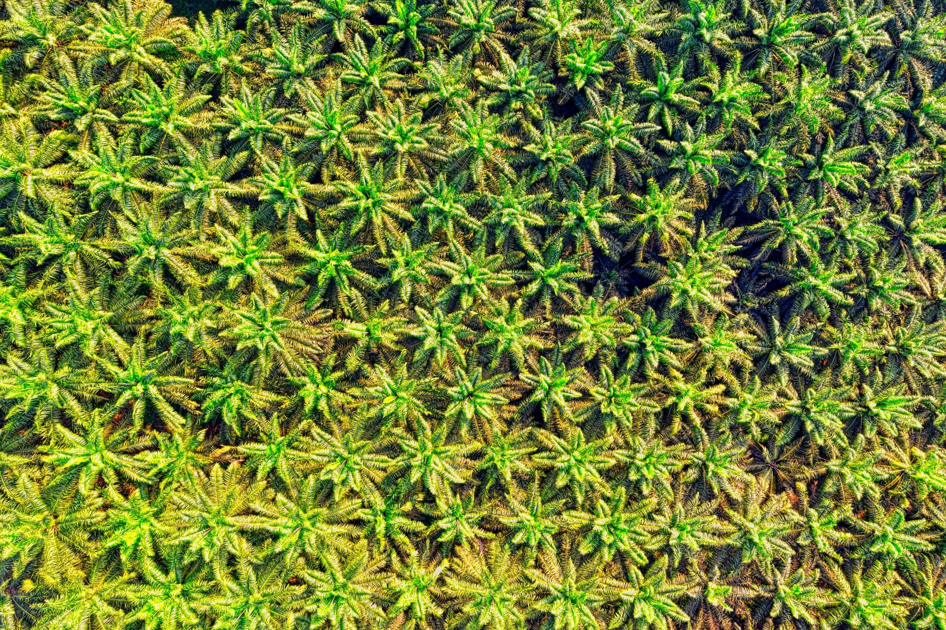 Palm Kernel Oil